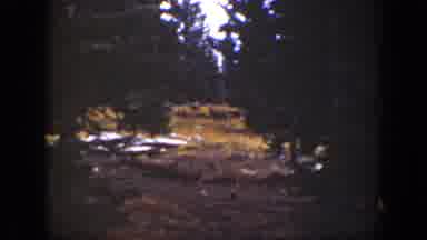 California USA (1938): Film Recorded Scene Of A Wooded Area With Deer In The
