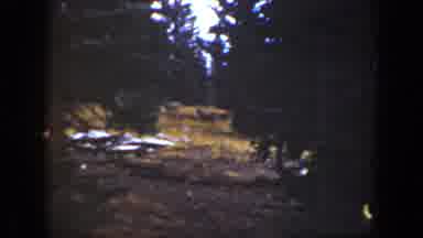 California USA (1938): Still Images Of Trees Nature And Deer Winter Or Early