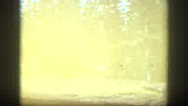 California USA (1938): An Animal Looking Around At The Edge Of A Forest