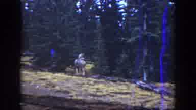 California USA (1938): A Deer Standing Still In Front Of A Wooded Area