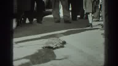 California USA (1939): Dog Training 20th Century