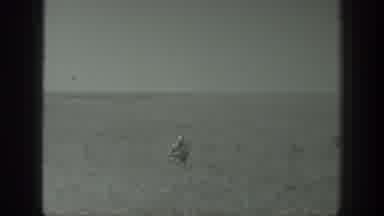 California USA (1939): Farming In The Midwest Using Old Farm Equipment,Boss In The