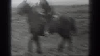 Montana USA (1939): A Man Riding His Horse In A Big Field Full Of Cows