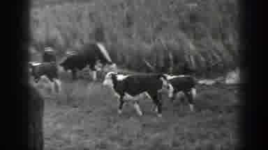Montana USA (1939): Cows Grazing On Rural Property With A Small Water Reservoir