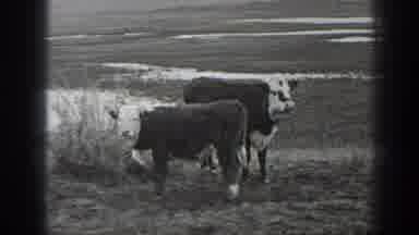 Montana USA (1939): Mooooove On Over