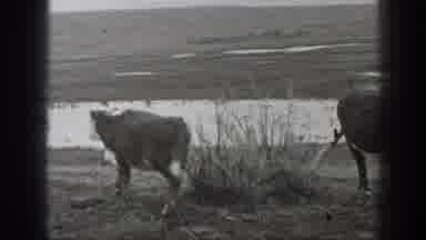 Montana USA (1939): Cows Are Planting Forest