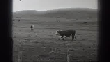Montana USA (1939): View Of Cattle Grazing In Pasture On Cloudy Day