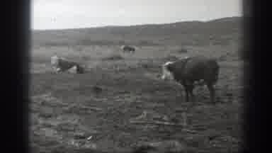 Montana USA (1939): A Cow Roaming Around Freely In A Field