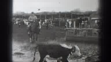 Montana USA (1939): Two Mens Riding In The Horse In A Field And A Cow Is Crossing