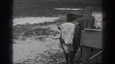 Montana USA (1939): Old Video Of Cowboy Riding His Horse Viewing The Cattle