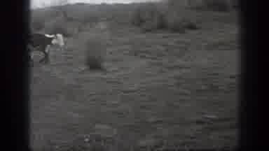 Montana USA (1939): Cowboy Wrangling Some Cows