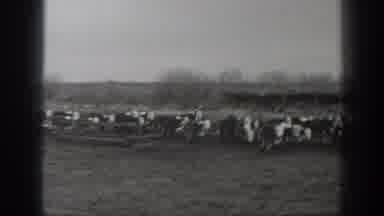 Montana USA (1939): So Many Cows Are Running On The Big Field