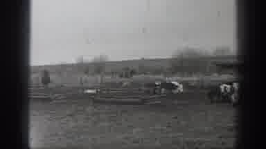 Montana USA (1939): Cattle Roaming In Cattle Field Showing Cattle Huts Near Cattle