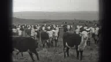 Montana USA (1939): Lot Of Cows Are In The Land To Eating Grass