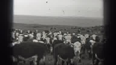 Montana USA (1939): Large Number Of Oxen Grazing On A Beautiful Property With