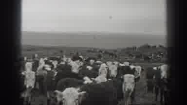 Montana USA (1939): Black And White Footage Of A Field Of Holstein Cattle Roaming