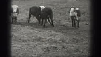 Montana USA (1939): Young Cows Playfully Nudging Each Other Around The Herd At A