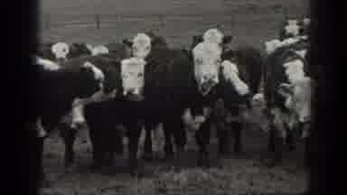 Montana USA (1939): Cows In A Field Looking At Cameraman
