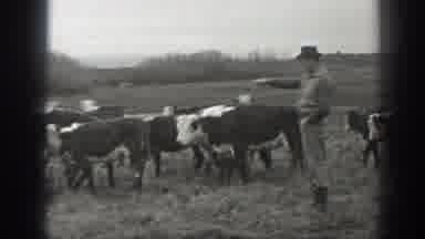 Montana USA (1939): Man In A Field Directing Cattle