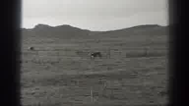 Montana USA (1939): Three Cows Playing On The Open Plains, Beside A Fence