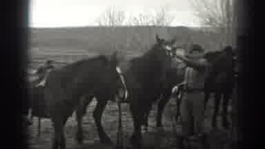 Montana USA-1939: Man Preparing Horses in Rural Ranch Setting