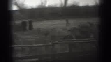 Montana USA (1939): Lots Of Cows In A Farm In Black And White Few Farm Men Around