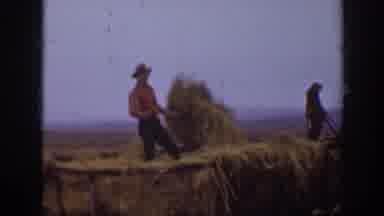 Montana USA (1939): Farmer Bucking Hay Out Of A Trailer Being Pulled By Two Horses