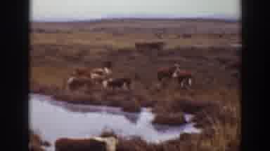 Montana USA (1939): Group Of Cows In An Open Field Close To The Lake