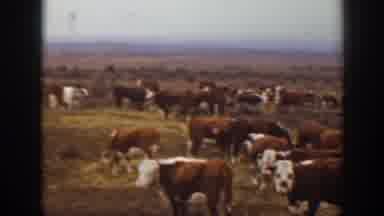 Montana USA (1939): Many Cattle In A Field With A Farmer On A Horse