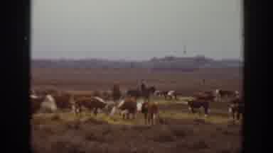 Montana USA (1939): Goats Grazing In Field While Looking For Food With Family In