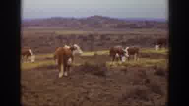 Montana USA (1939): Two People Ride On Horseback Through Cattle Pasture