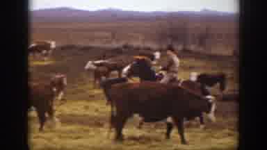 Montana USA (1939): Rancher Or Cowboy Herding Cattle By Chasing Them Out In The