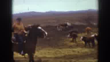 Montana USA (1939): A Cowboy Riding A Brown Horse Followed By Another Shot Of The