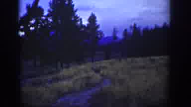 Wyoming USA (1939): Roe Deer In A Lush Forest