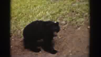 Wyoming USA (1939): Passing Views Mountain Lake Shore Black Bear Walking Dirt Path