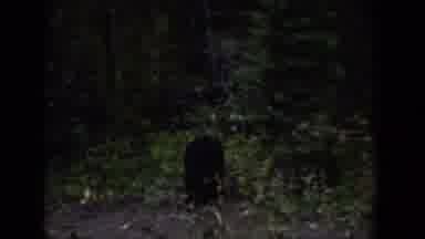 Wyoming USA (1939): A Small Black Bear Forages In The Woods