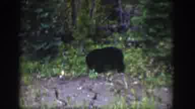 Wyoming USA (1939): A Black Bear Hunting Food, Freely In The Wild