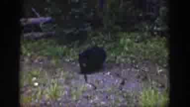 Wyoming USA (1939): Man Fishing In Summer Day Observed By A Bear Cub In Beautiful