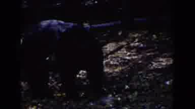 Wyoming USA (1939): A Man Standing In Knee Deep Water, Black Bear Roaming In The