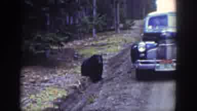 Wyoming USA (1939): Black Bear Pauses By The Road And Attracts Curious Travelers