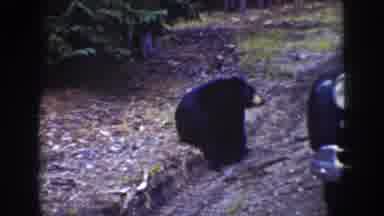 Wyoming USA (1939): Bear On The Road