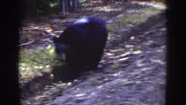 Wyoming USA (1939): The Bear Is A Wild Animal Search For Some Water