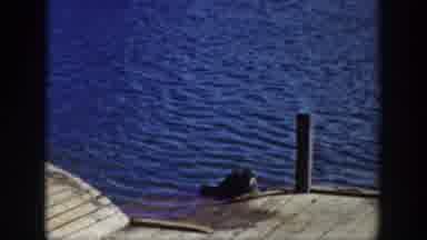 Wyoming USA (1939): Young, Small Seal Is Wading In The Water By Docks
