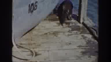 Wyoming USA (1939): Nutria Rat Ducks Under Dock To Escape A Hunter Parading The