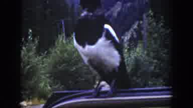 Wyoming USA (1939): It Is A One Bird It Shows A Nature Place
