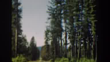 Washington USA (1940): Drive Through Forest