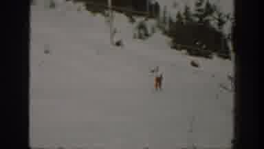 Washington USA (1940): A Cross Country Skier Slowly Moves Along A Snow Trail At