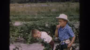 Michigan USA (1957): Ladies And Children Picking Fruit In A Field During Daytime