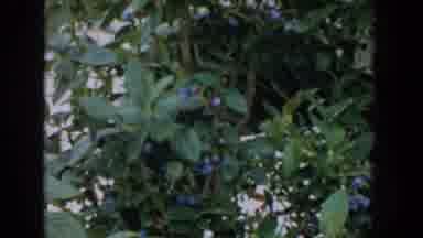 Michigan USA (1957): People Picking Ripe Blueberries On A Fruit Farm In The Middle