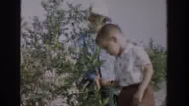 Michigan USA (1957): Children Accompanied By Adults Harvest Fruits In Rural Area